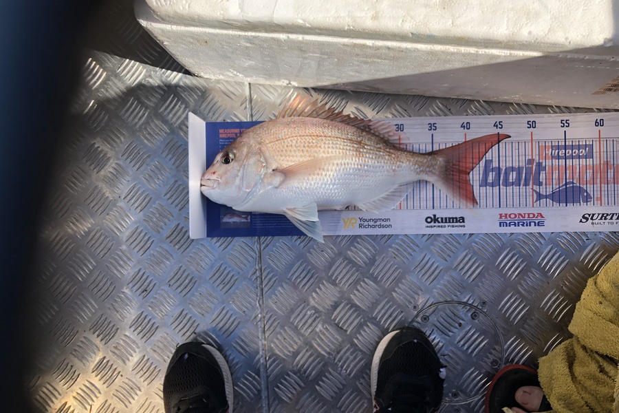 Adam Quinn caught this 40.0cm Snapper at Napier  during The Hirepool Baitmates Fishing Comp