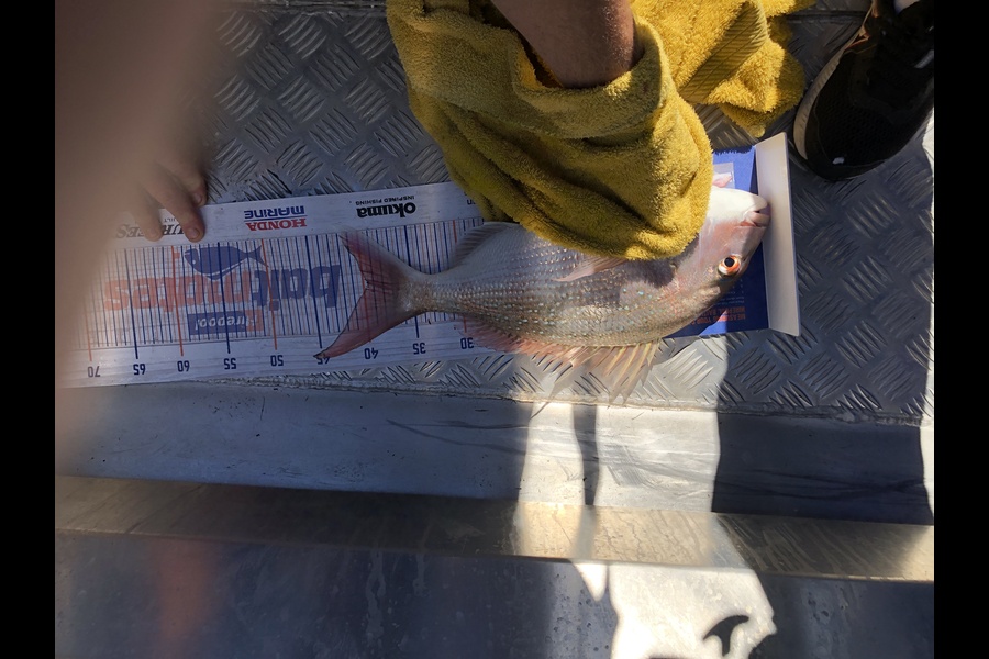 Gavin Quinn caught this 39.0cm Snapper at Napier  during The Hirepool Baitmates Fishing Comp