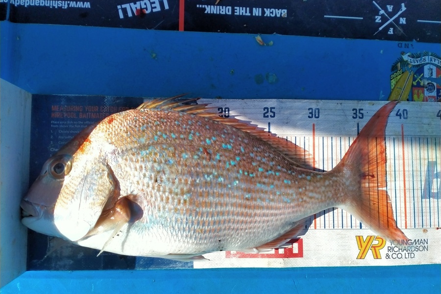 James Pike caught this 38.0cm Snapper at Raglan harbor during The Hirepool Baitmates Fishing Comp