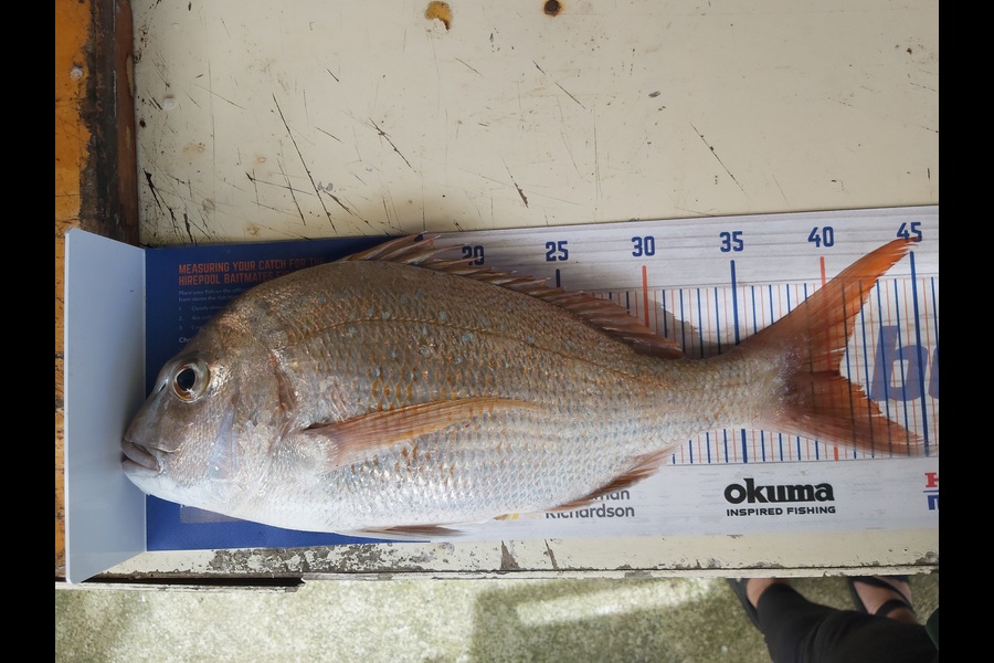 carlos scalabrini caught this 40.0cm Snapper at Kaipara harbour during The Hirepool Baitmates Fishing Comp