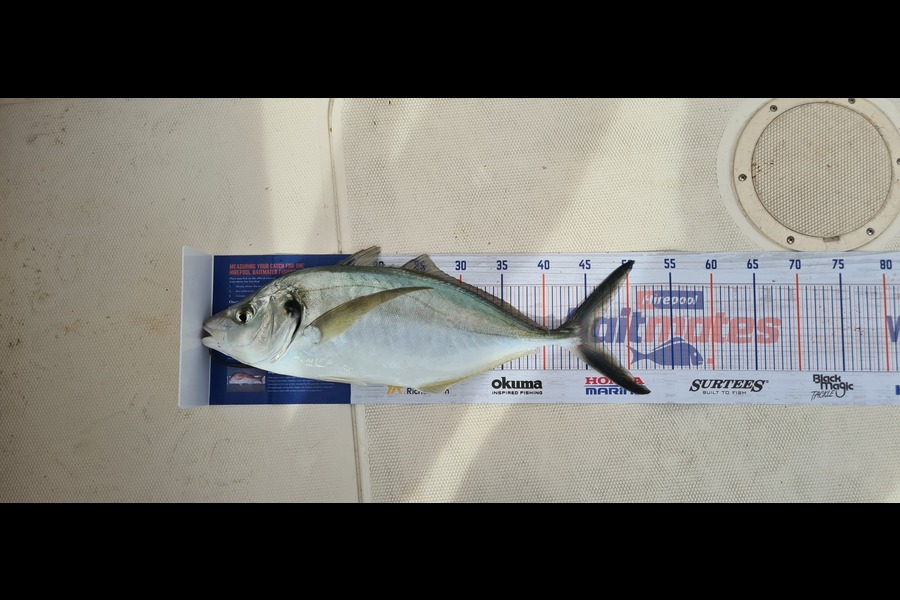 Grant Mccluskie caught this 45.0cm Trevally at Mayor island during The Hirepool Baitmates Fishing Comp