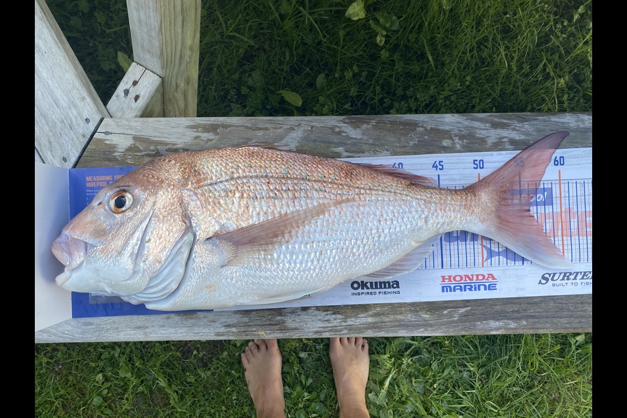 Rach Dawson caught this 56.0cm Snapper at Kawau during The Hirepool Baitmates Fishing Comp