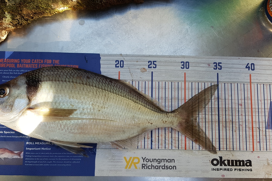 kristal cole caught this 31.5cm Tarakihi at Stewart island  during The Hirepool Baitmates Fishing Comp