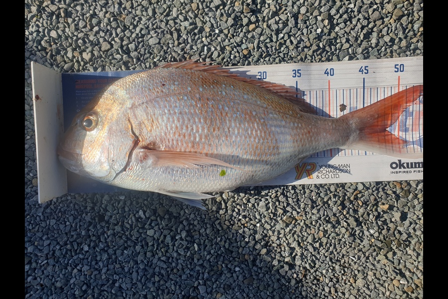 Rodney Niven caught this 48.0cm Snapper at Mana during The Hirepool Baitmates Fishing Comp