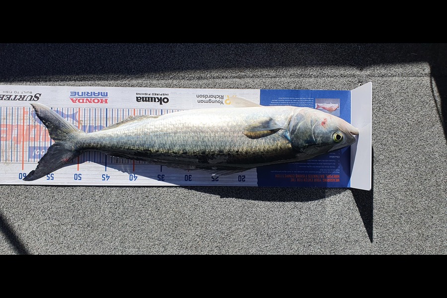 Simon Roberts caught this 54.0cm Kahawai at Coromandel  during The Hirepool Baitmates Fishing Comp