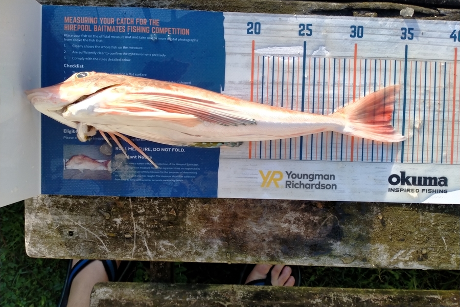 Alex Buchanan caught this 33.5cm Gurnard at Thames during The Hirepool Baitmates Fishing Comp