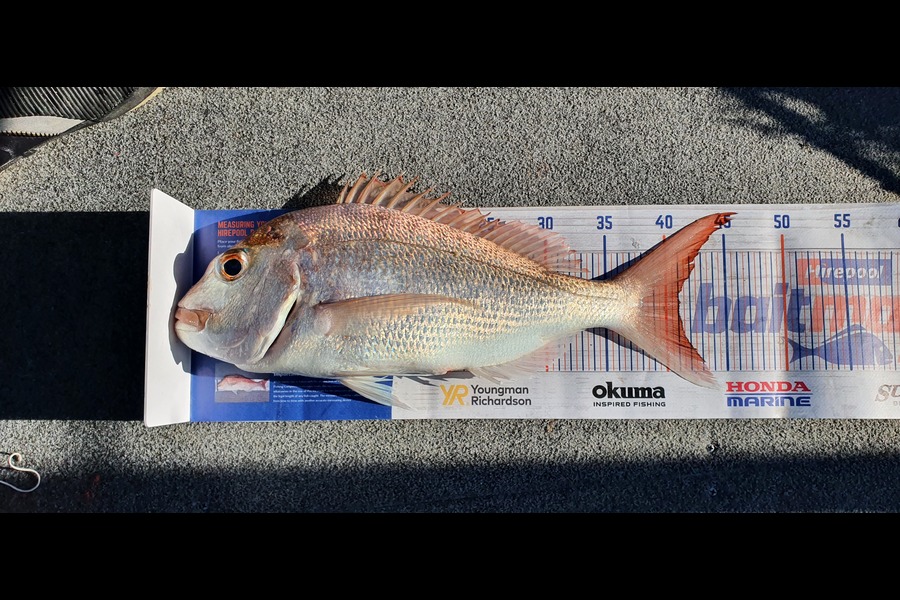 Simon Roberts caught this 41.0cm Snapper at Coromandel  during The Hirepool Baitmates Fishing Comp