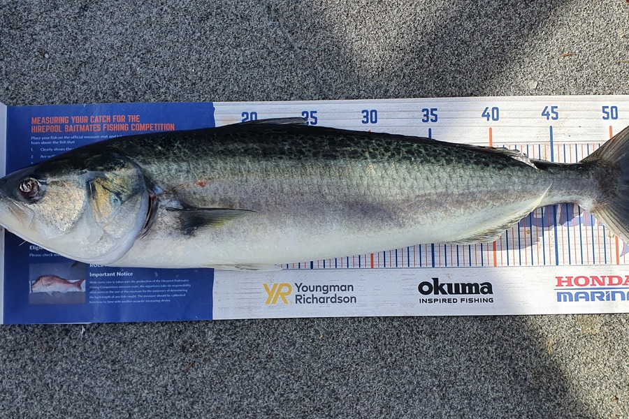 Simon Roberts caught this 52.5cm Kahawai at Coromandel  during The Hirepool Baitmates Fishing Comp