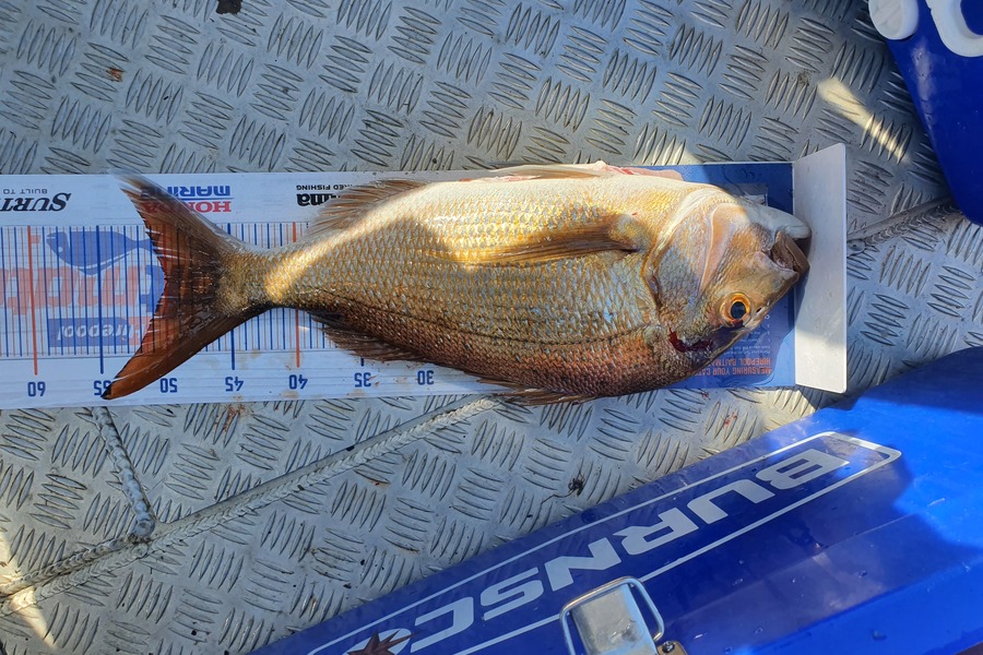 James Bailey caught this 50.0cm Snapper at Tauranga Harbour during The Hirepool Baitmates Fishing Comp