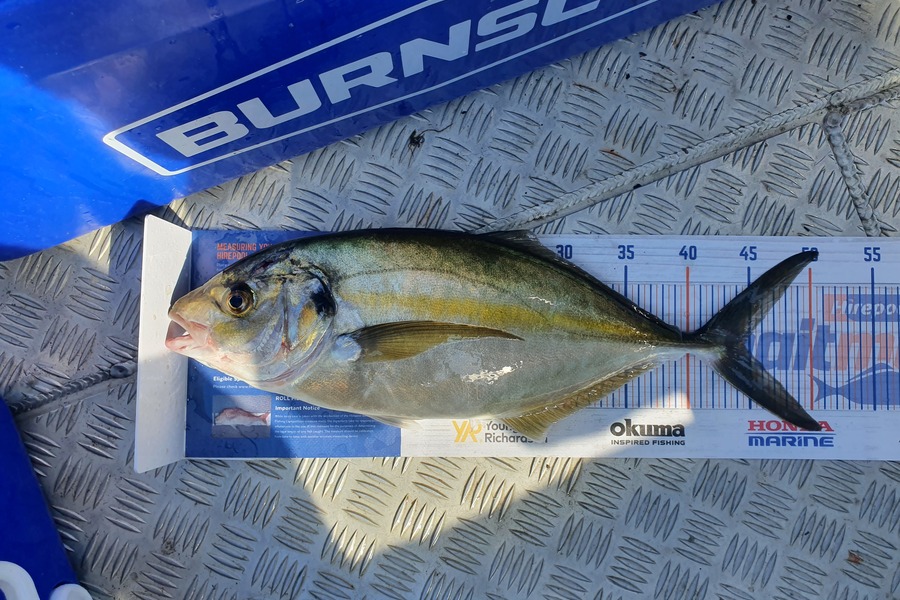 James Bailey caught this 44.5cm Trevally at Tauranga Harbour during The Hirepool Baitmates Fishing Comp