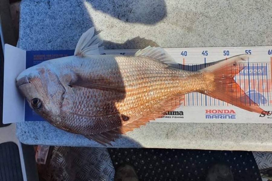 Craig Pinfold caught this 51cm Snapper at Whanganui  during The Hirepool Baitmates Fishing Comp