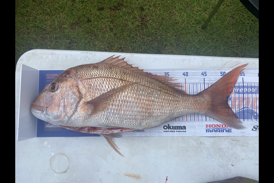 Daniel Poole caught this 51.0cm Snapper at Hen and chicks during The Hirepool Baitmates Fishing Comp