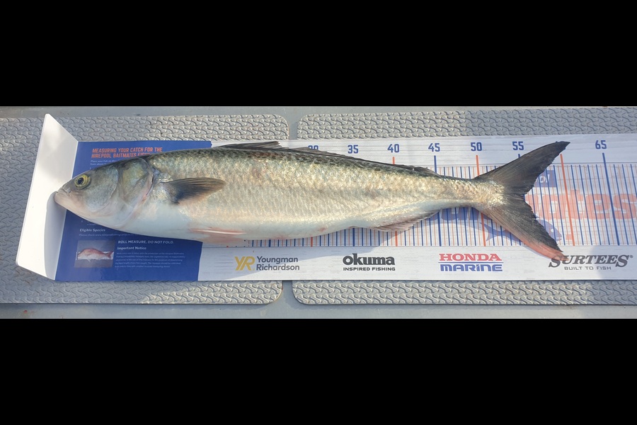 Ken McDonald caught this 55.0cm Kahawai at Mt Maunganui  during The Hirepool Baitmates Fishing Comp