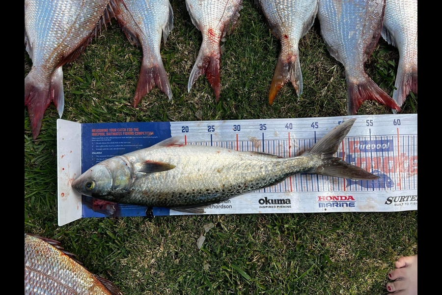 Lex Galvin caught this 48.0cm Kahawai at Raglan during The Hirepool Baitmates Fishing Comp