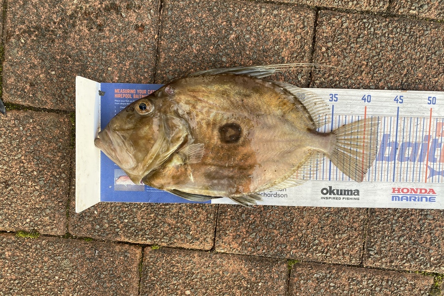 Josiah Atkinson caught this 42.0cm John Dory at Whanarua Bay during The Hirepool Baitmates Fishing Comp