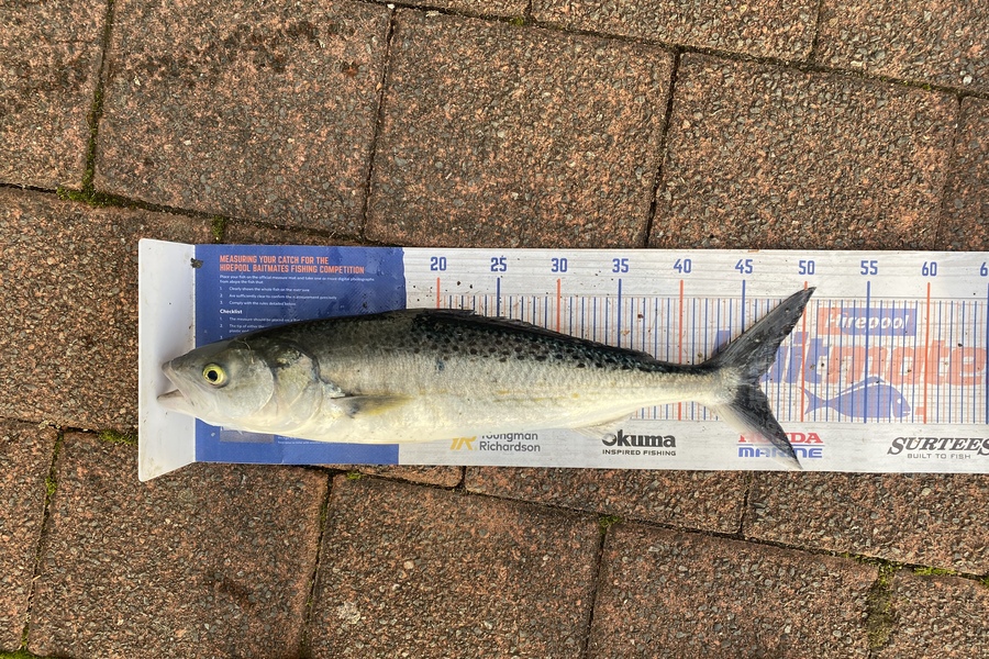 Josiah Atkinson caught this 46.5cm Kahawai at Whanarua Bay during The Hirepool Baitmates Fishing Comp