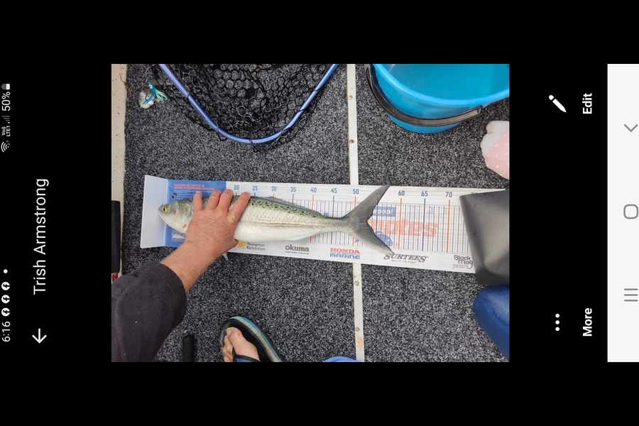 Shane Cole caught this 53.0cm Kahawai at Tauranga during The Hirepool Baitmates Fishing Comp