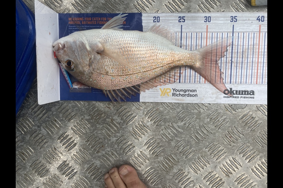 Josiah Atkinson caught this 32cm Snapper at Whanarua bay during The Hirepool Baitmates Fishing Comp