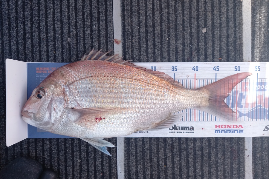 Jayden Mills caught this 47.0cm Snapper at Wellington harbour  during The Hirepool Baitmates Fishing Comp