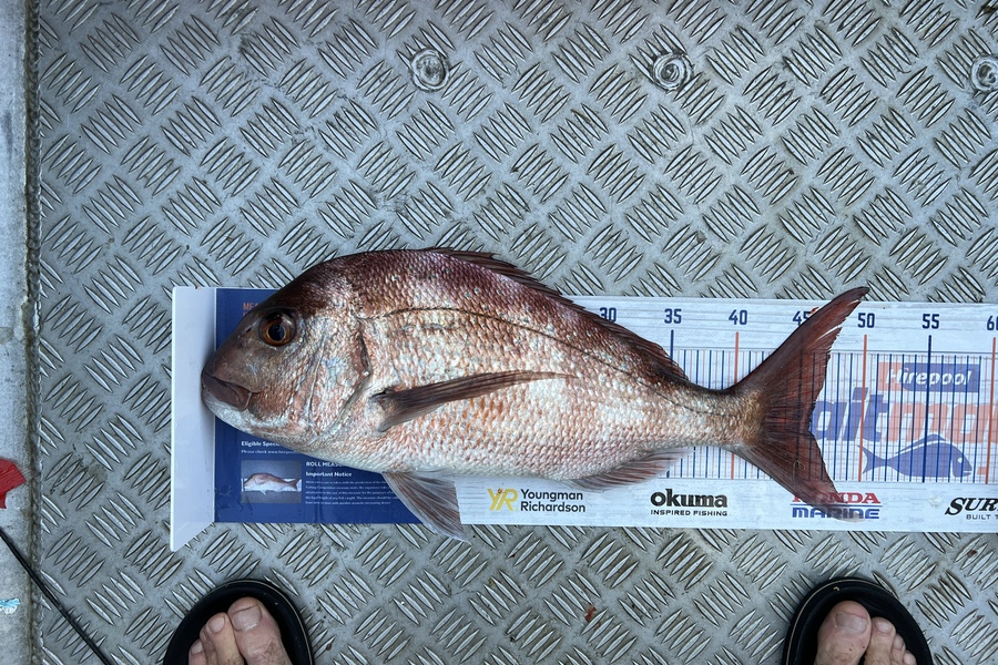 Geoffrey Collins caught this 46.0cm Snapper at Mayor island  during The Hirepool Baitmates Fishing Comp