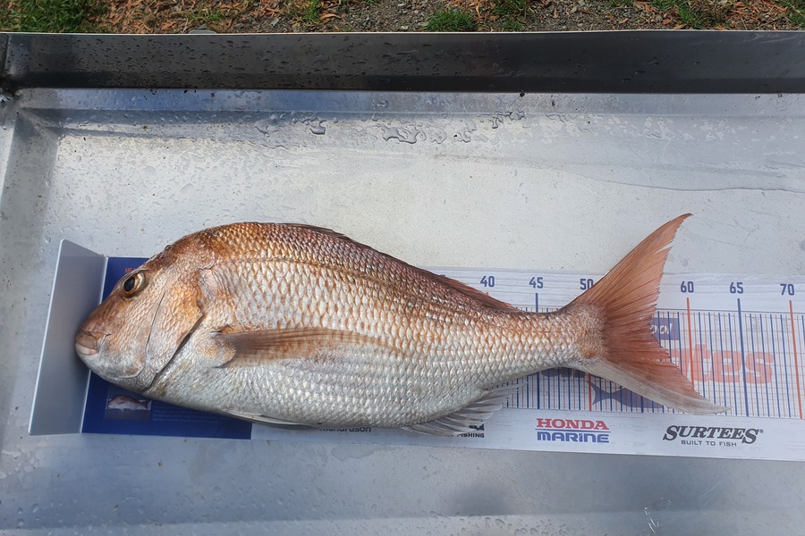 Raymond  Rensford  caught this 55.0cm Snapper at Kiapara  during The Hirepool Baitmates Fishing Comp