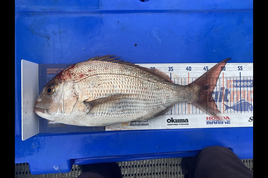 Craig Gowler caught this 46.5cm Snapper at HAWKESBAY  during The Hirepool Baitmates Fishing Comp