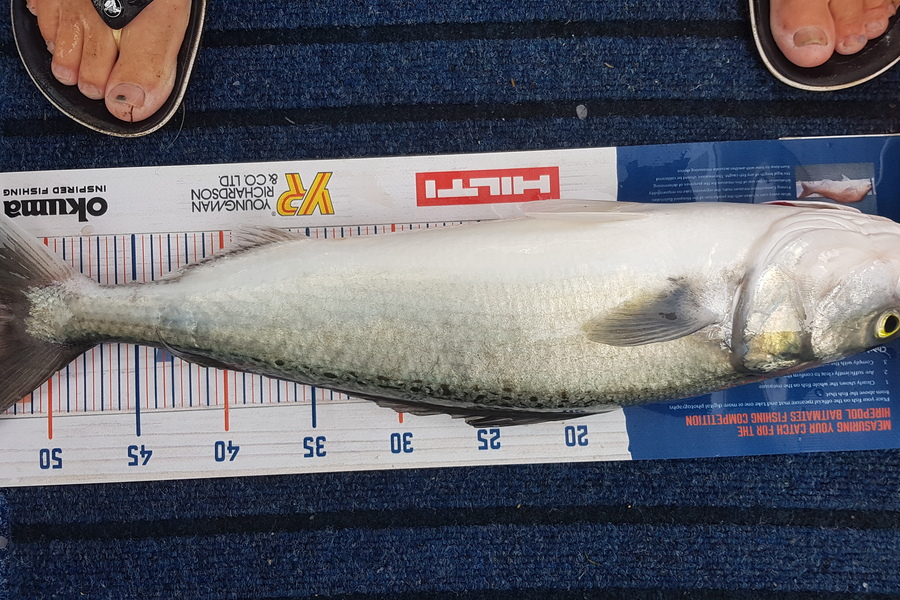 Glenn Lucas caught this 53.0cm Kahawai at Kawau  during The Hirepool Baitmates Fishing Comp