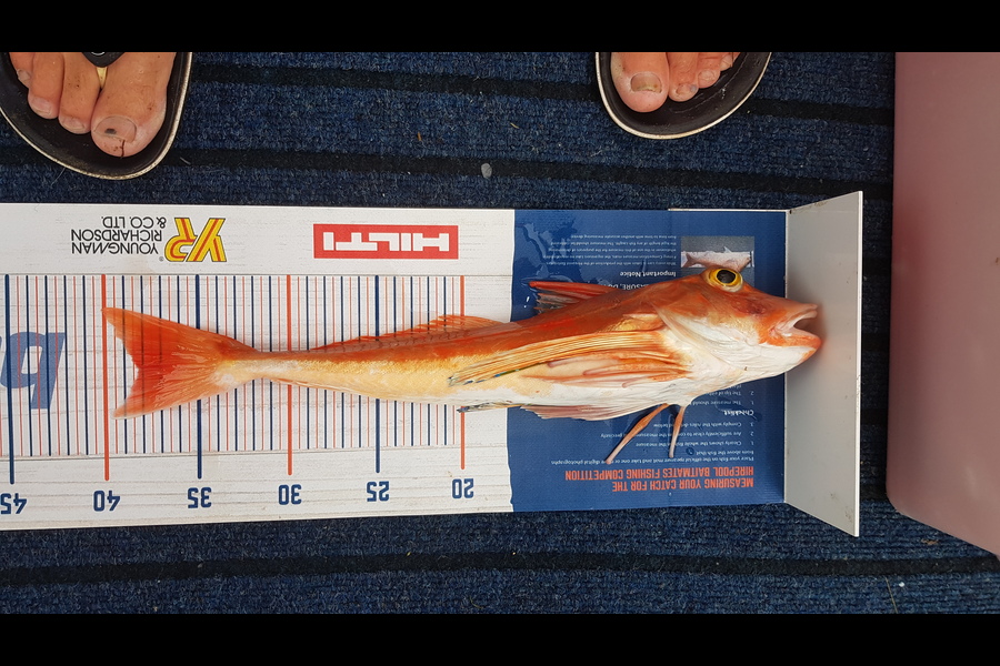 Glenn Lucas caught this 38.0cm Gurnard at Kawau  during The Hirepool Baitmates Fishing Comp
