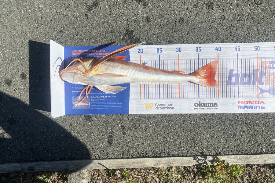 Josh Woodley caught this 39.0cm Gurnard at Okiwi bay during The Hirepool Baitmates Fishing Comp