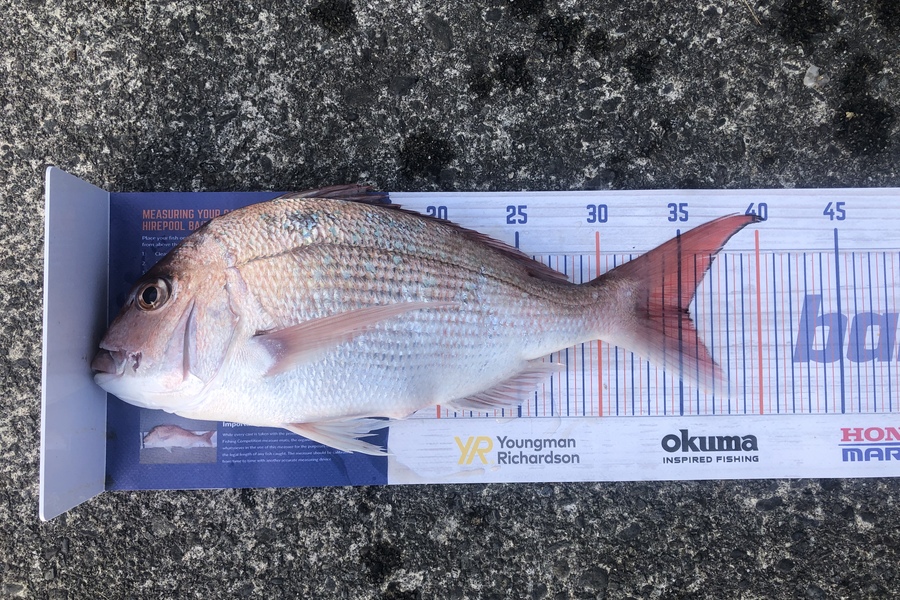 Nick van der Veen caught this 35.5cm Snapper at Otaki during The Hirepool Baitmates Fishing Comp