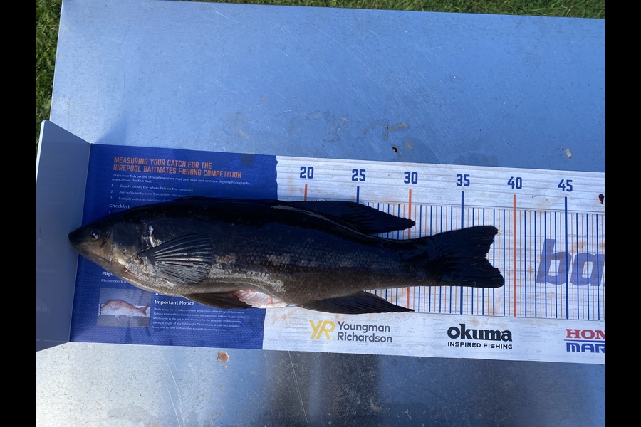 Gary Allan caught this 37.0cm Butterfish at Mana during The Hirepool Baitmates Fishing Comp
