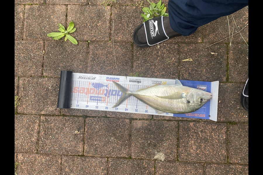 Josiah Atkinson caught this 43.0cm Trevally at Whanarua Bay during The Hirepool Baitmates Fishing Comp