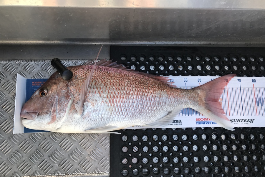 Alan Rose caught this 66.0cm Snapper at Tasman bay nelson  during The Hirepool Baitmates Fishing Comp