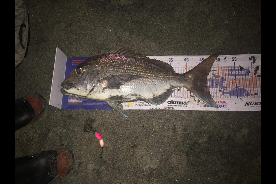 Francois Caudwell caught this 46.0cm Snapper at Pukahina during The Hirepool Baitmates Fishing Comp