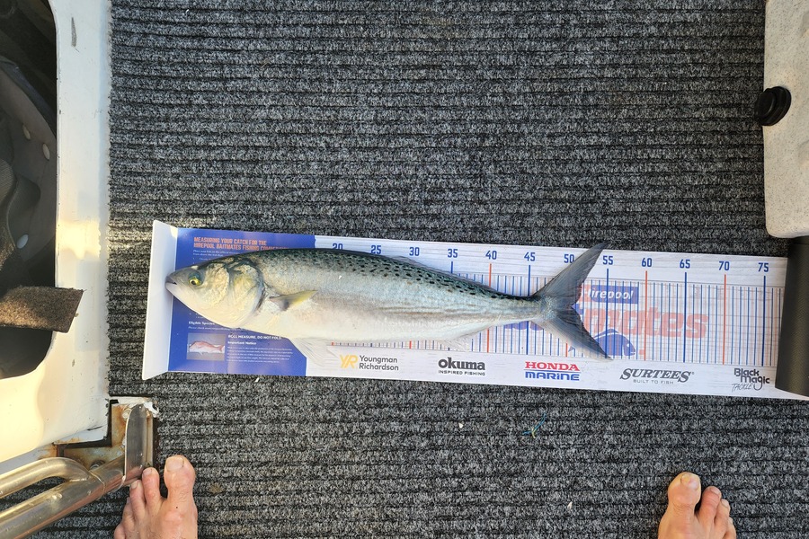 Kieran  Rawlinson caught this 50.0cm Kahawai at Kapiti during The Hirepool Baitmates Fishing Comp