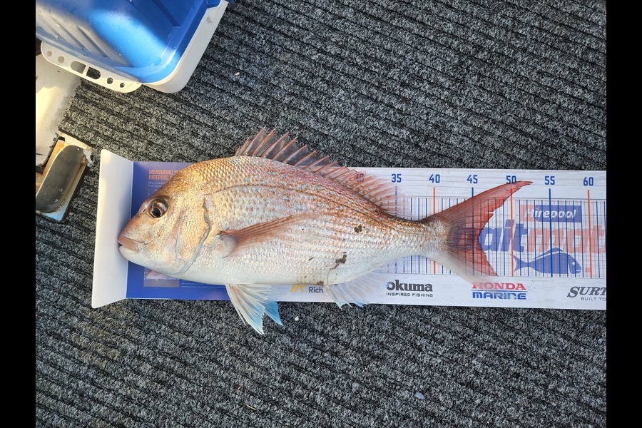 Kieran  Rawlinson caught this 45.5cm Snapper at Kapiti during The Hirepool Baitmates Fishing Comp