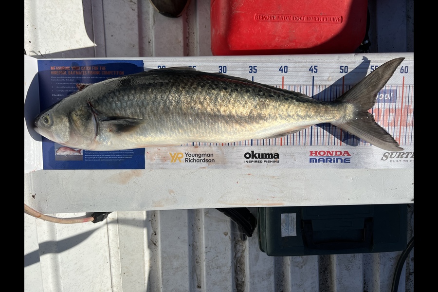 Kody Cotton caught this 54.0cm Kahawai at Tasman Bay during The Hirepool Baitmates Fishing Comp