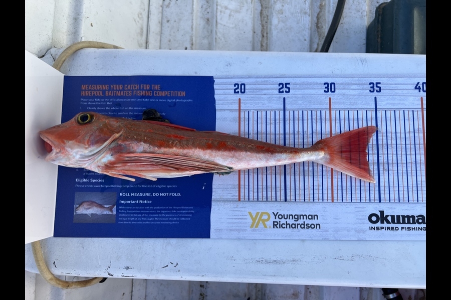 Kody Cotton caught this 33.5cm Gurnard at Tasman Bay during The Hirepool Baitmates Fishing Comp
