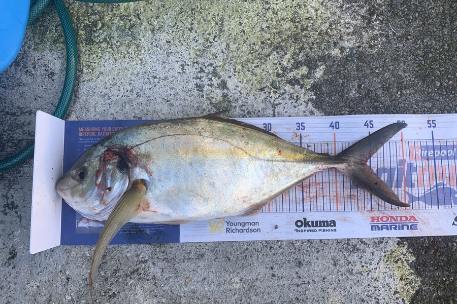 Chris Senior caught this 44.0cm Trevally at Mana during The Hirepool Baitmates Fishing Comp