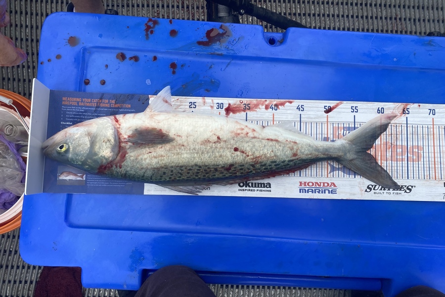 Craig Gowler caught this 57.0cm Kahawai at HAWKESBAY  during The Hirepool Baitmates Fishing Comp