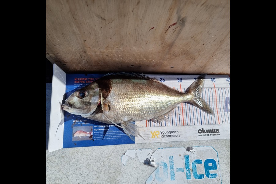 Bronwyn Broomhall caught this 35.5cm Tarakihi at Doubtful Sound during The Hirepool Baitmates Fishing Comp