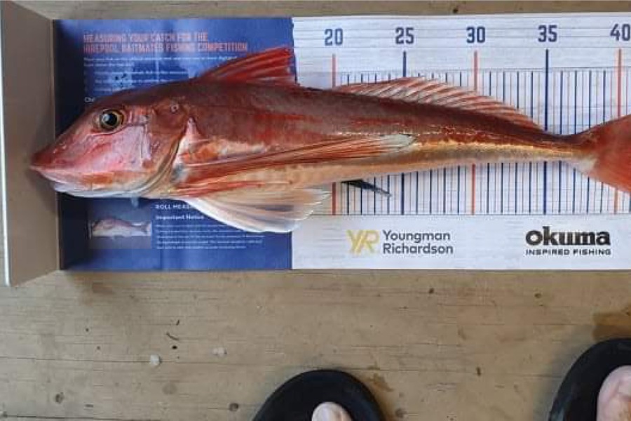 Myles Carson caught this 43.5cm Gurnard at Kapiti during The Hirepool Baitmates Fishing Comp