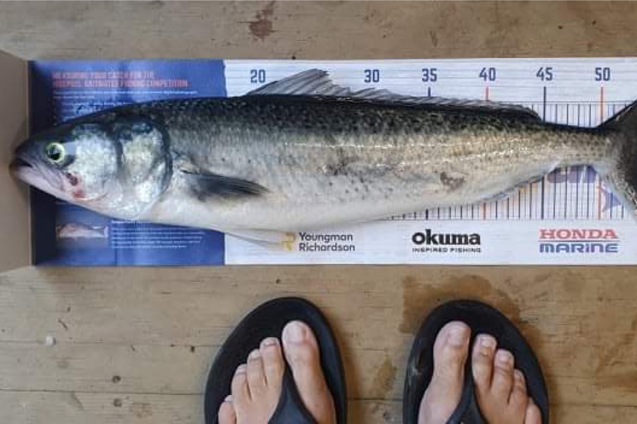 Myles Carson caught this 54.5cm Kahawai at Kapiti during The Hirepool Baitmates Fishing Comp
