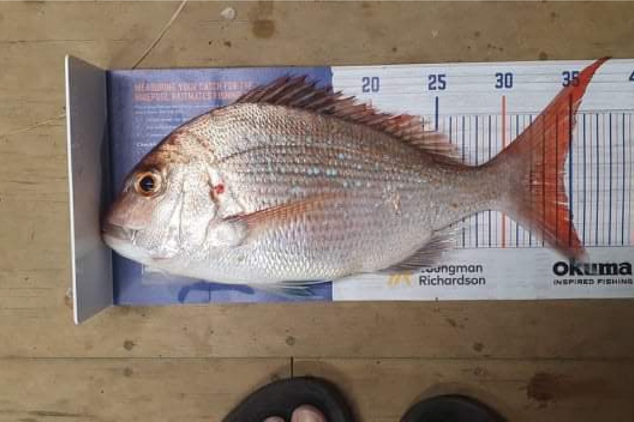 Myles Carson caught this 34.5cm Snapper at Kapiti during The Hirepool Baitmates Fishing Comp