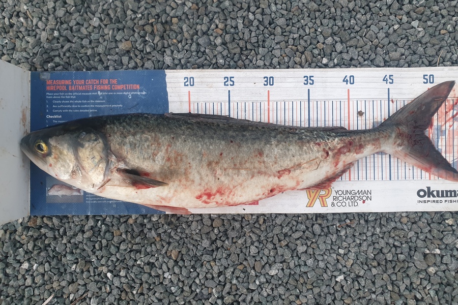 Rodney Niven caught this 49.0cm Kahawai at Mana during The Hirepool Baitmates Fishing Comp