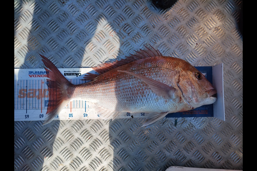 Dave Drollet caught this 57.0cm Snapper at Foxton during The Hirepool Baitmates Fishing Comp