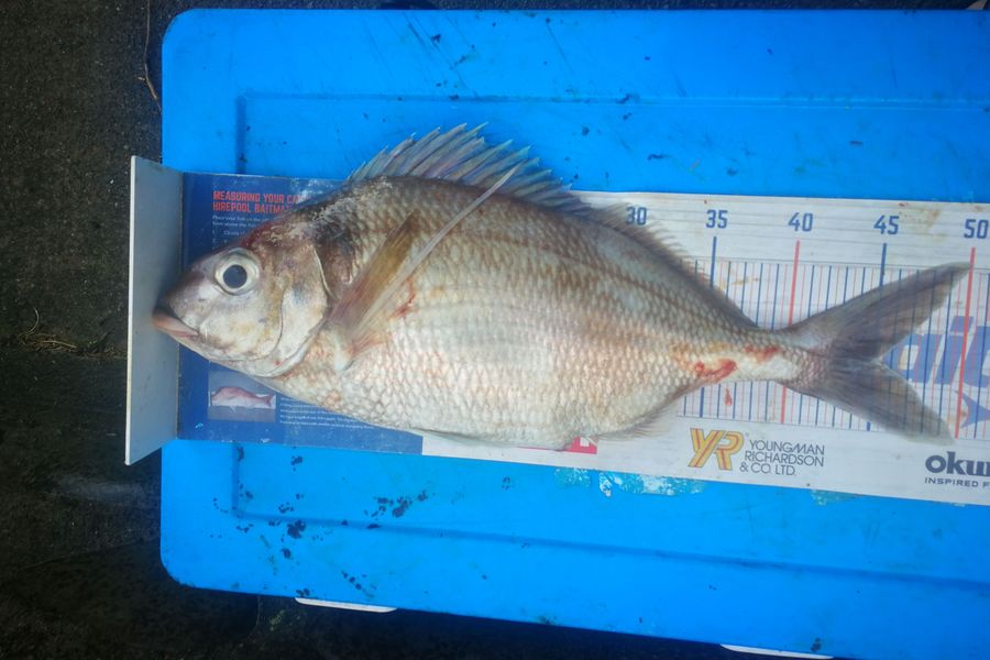 Leigh Page caught this 45.0cm Tarakihi at Wellington south coast during The Hirepool Baitmates Fishing Comp