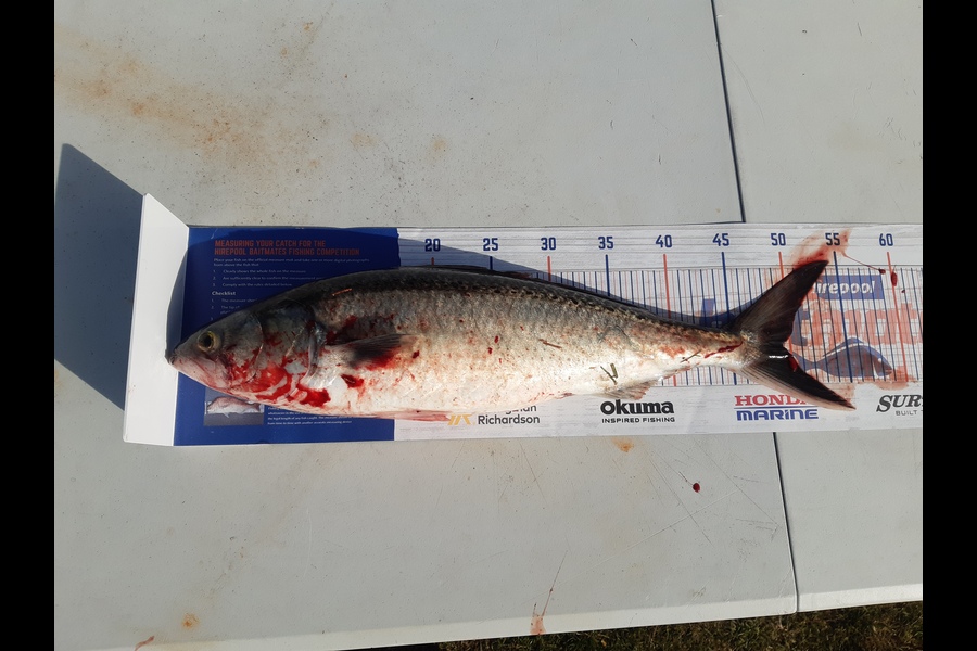 turi  Dallas  caught this 49.0cm Kahawai at Southland  during The Hirepool Baitmates Fishing Comp