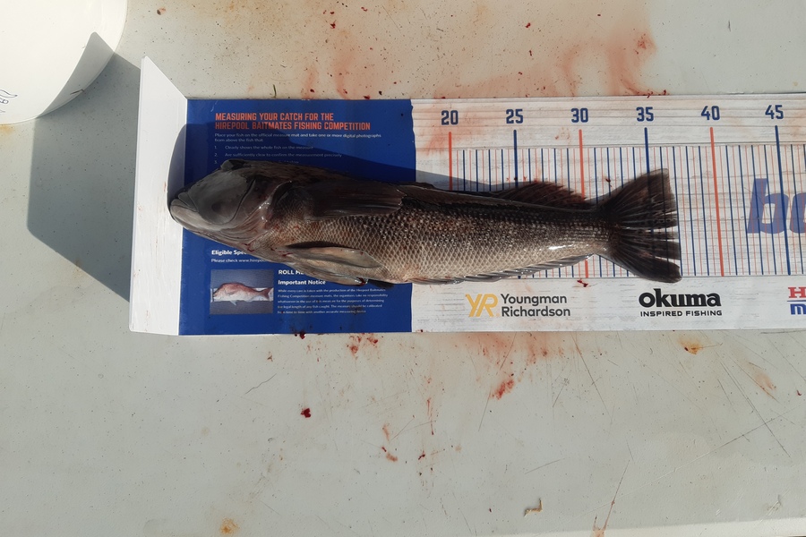 turi  Dallas  caught this 37.0cm Blue Cod at Southland  during The Hirepool Baitmates Fishing Comp