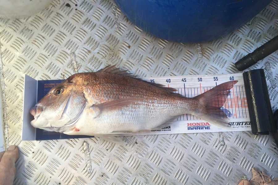 Tony Dodson caught this 55.0cm Snapper at Omaio  during The Hirepool Baitmates Fishing Comp